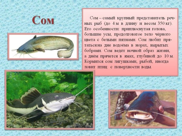 Рассказ про сома