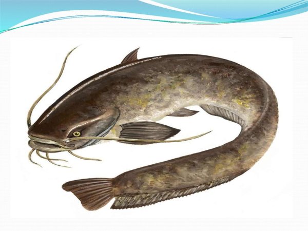 Обыкнове́нный сом Silurus GLANIS)