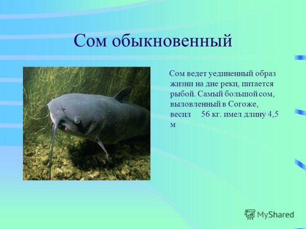 Сом занесен в красную книгу