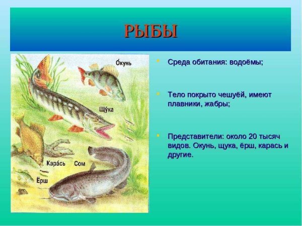 Среда обитания щуки