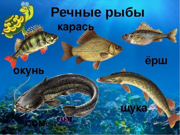 Рыбы морские и Пресноводные
