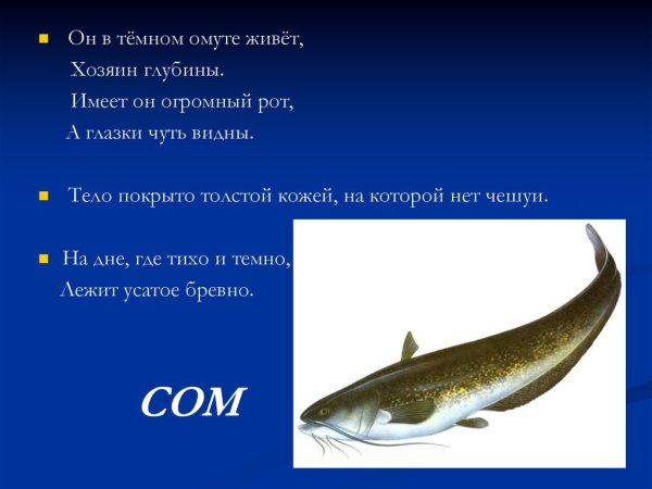 Рыба для презентации