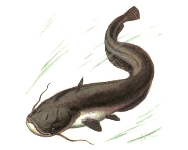Silurus soldatovi