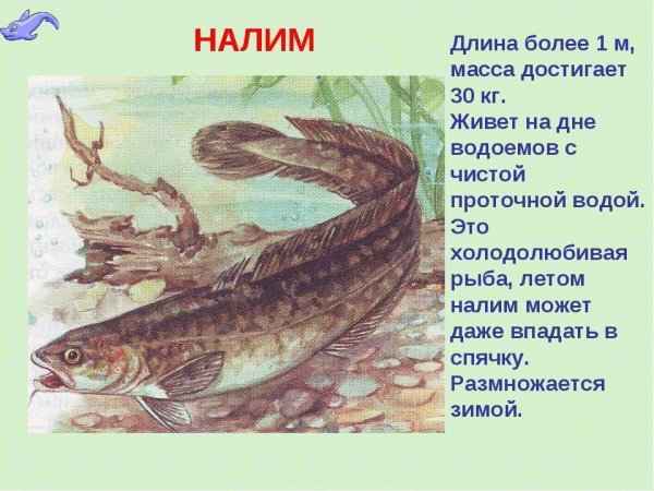 Налим пресноводный