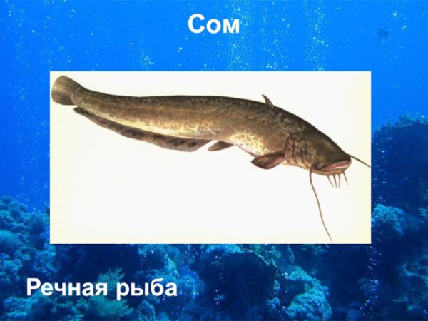 Презентация про рыбу сом