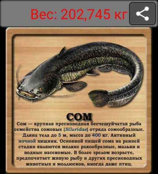Сом описание для детей