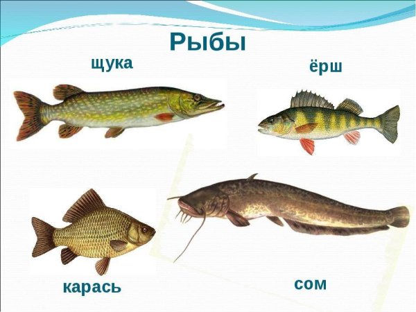 О́кунь, щу́ка, сом, кара́сь, ёрш.