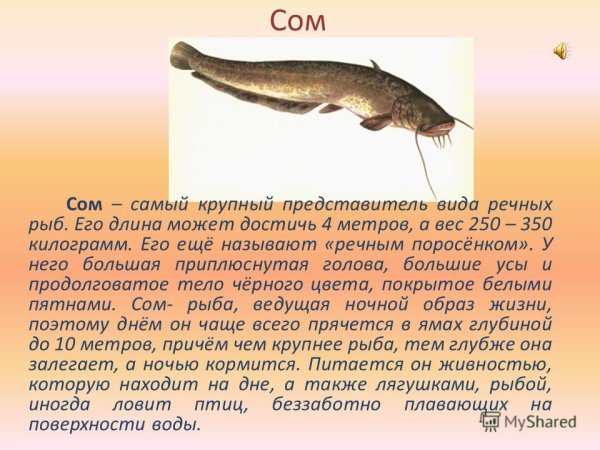Сом описание для детей
