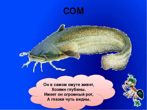 Загадка о соме