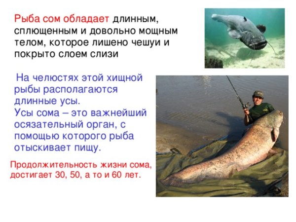 Доклад о соме