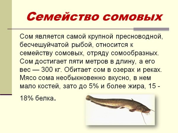 Сом доклад