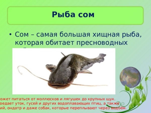 Домашний питомец сомик презентация