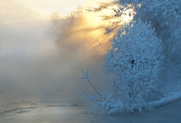Заиндевелый лес