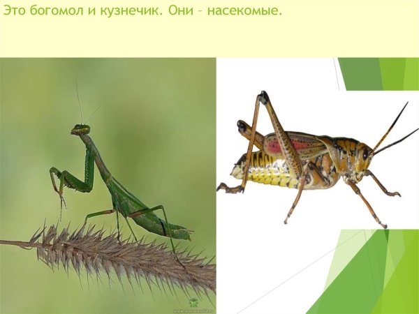 Богомол и кузнечик