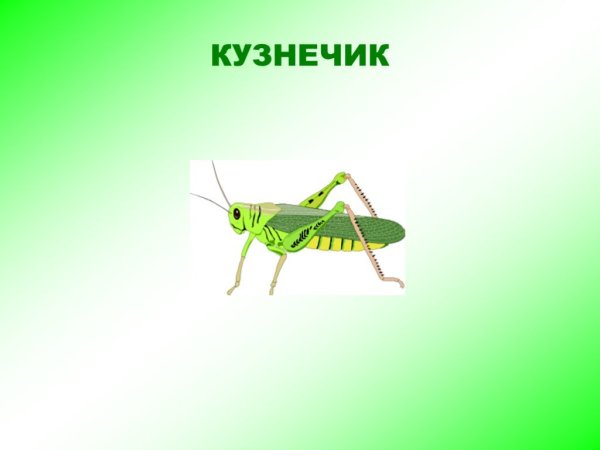 Кузнечик презентация