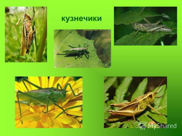 Кузнечик презентация
