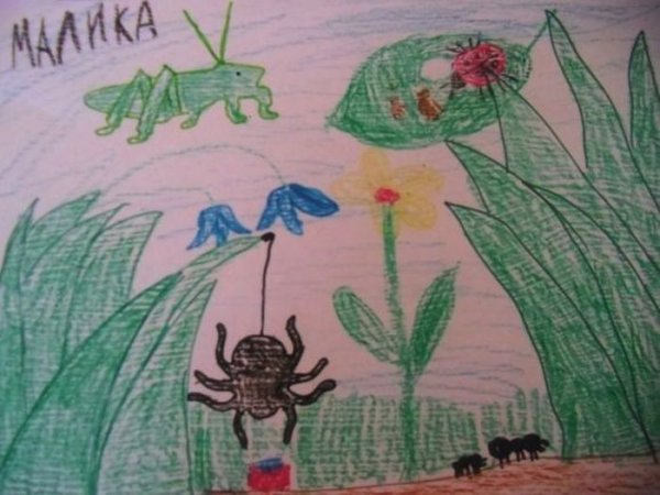 Мир глазами кузнечика рисунок