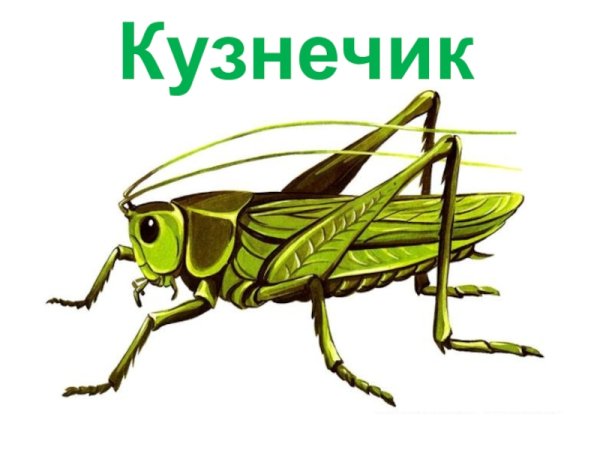 Кузнечик фото