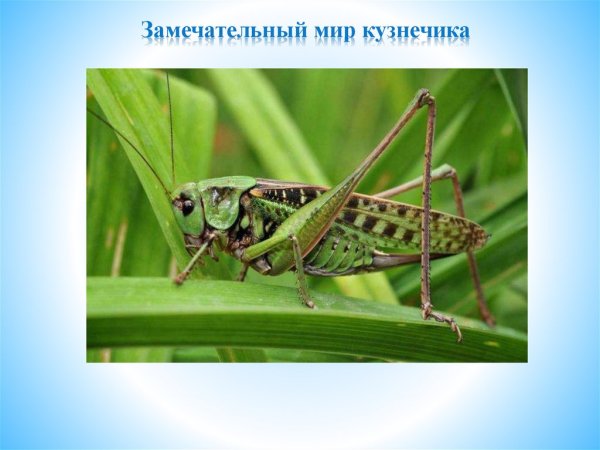 Интересные факты о Кузнечиках