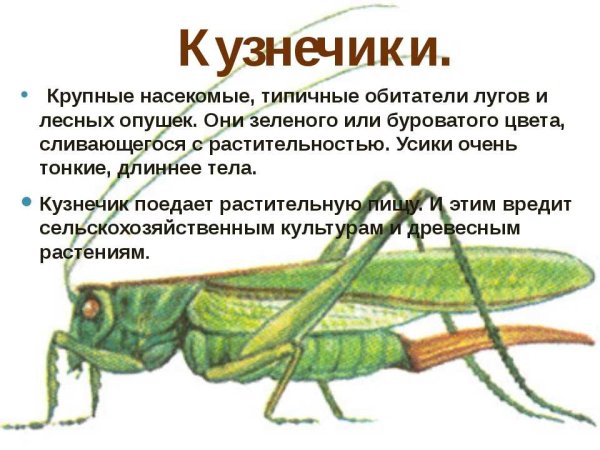 Рассказ о кузнечике 2 класс