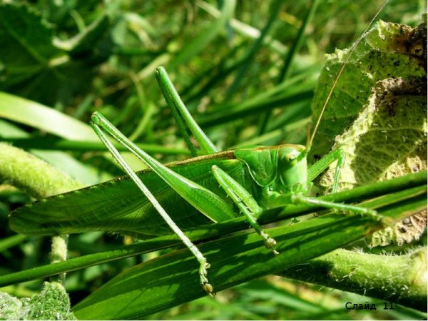 Мир кузнечика