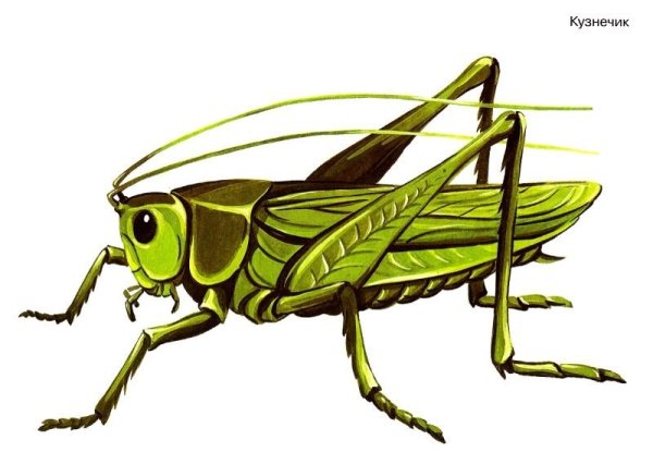 Строение кузнечика