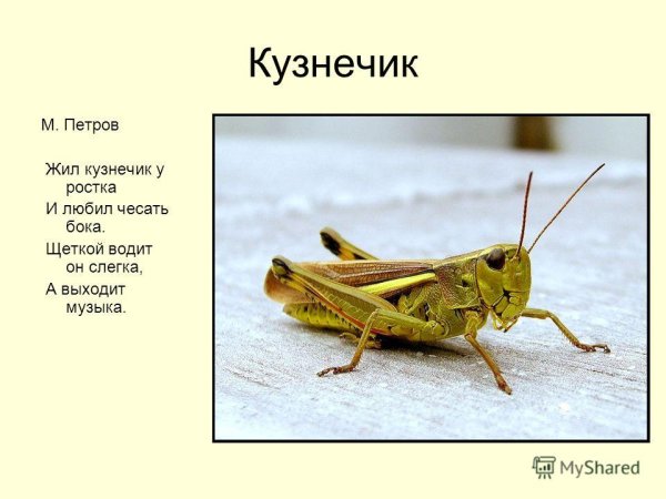 Где живет кузнечик