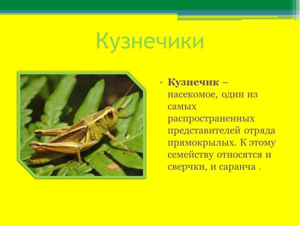 Описание кузнечика