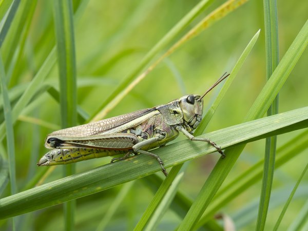Кобылка кузнечик