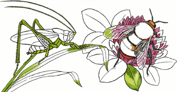 Раскрасить насекомых окружающий мир 1 класс