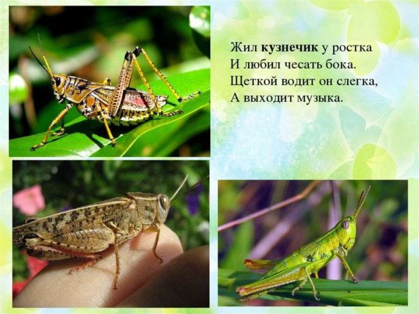 Кузнечик презентация