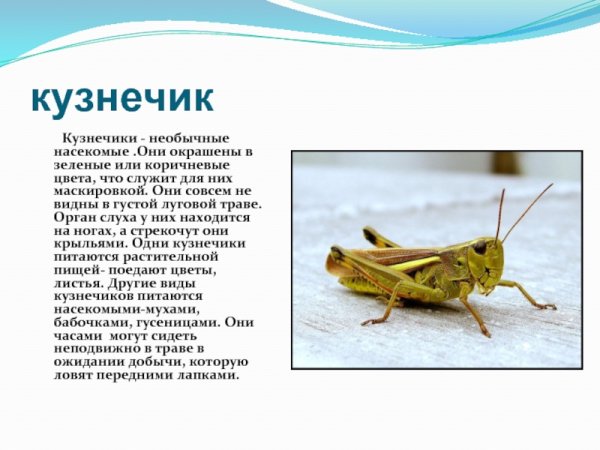 Кузнечик описание для детей