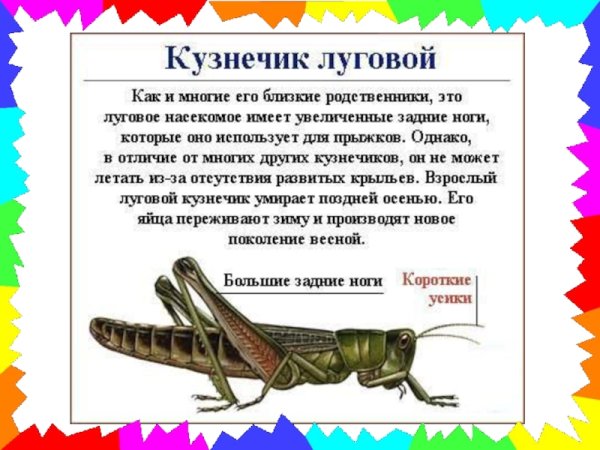 Кузнечик описание для детей