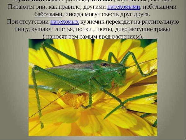 Полезные насекомые кузнечик