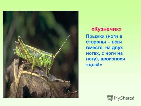 Конечности кузнечика