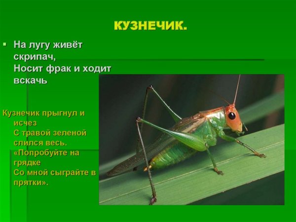 Описание кузнечика