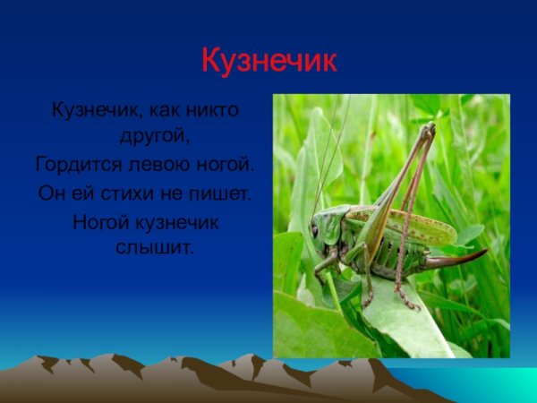 Кузнечик презентация