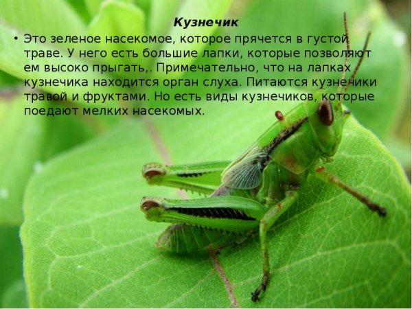 Рассказ о кузнечике