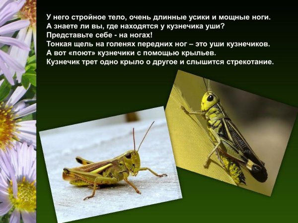 Кузнечик презентация