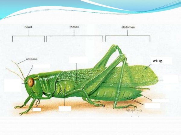 Внешнее строение саранчи