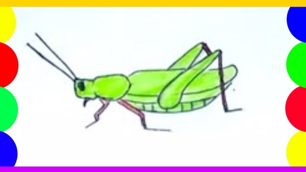 Поэтапное рисование кузнечика