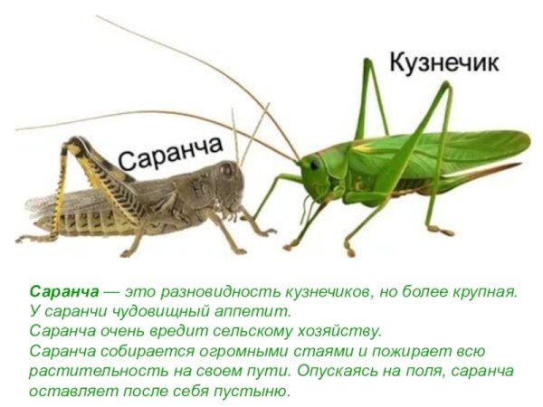 Как отличить кузнечика от саранчи
