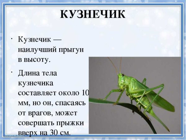 Описание кузнечика