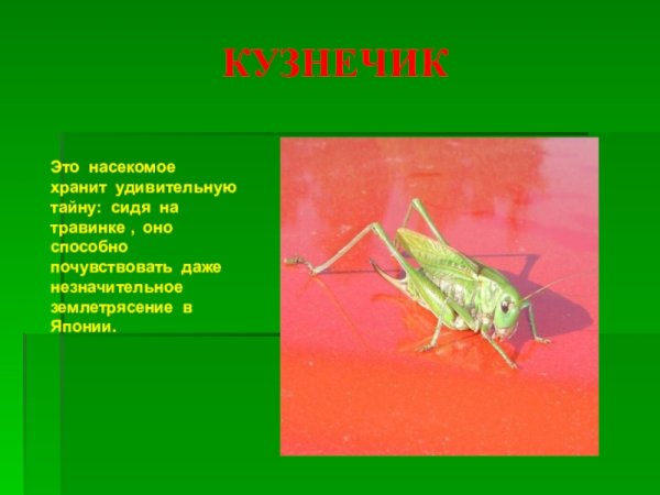 Сообщение о кузнечике
