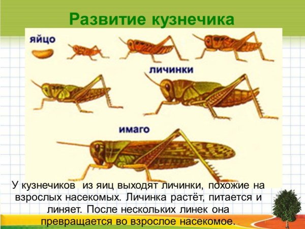 Какое развитие у кузнечика прямое