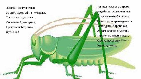 Загадка про кузнечика для дошкольников