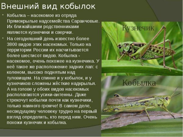 Степная кобылка насекомое