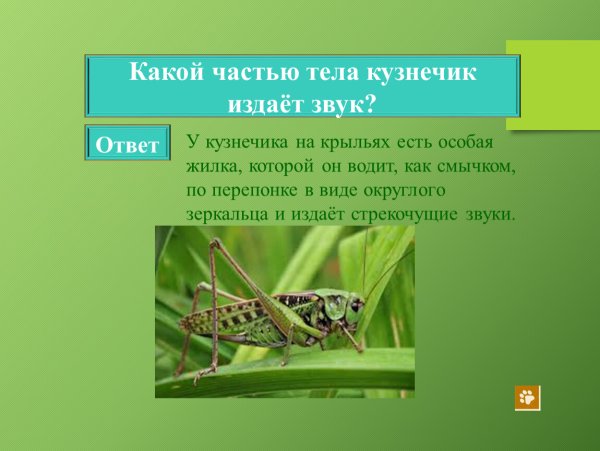 Какие звуки издает кузнечик