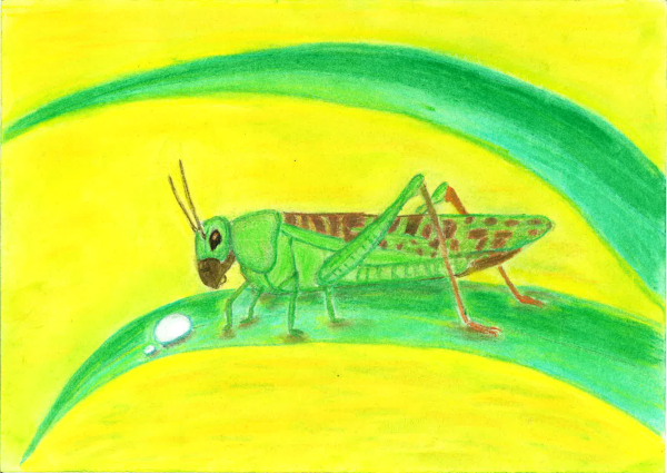 Кузнечик рисунок