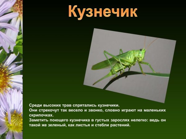 Описание кузнечика